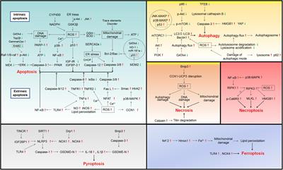 Molecular Mechanisms of Cardiomyocyte Death in Drug-Induced Cardiotoxicity